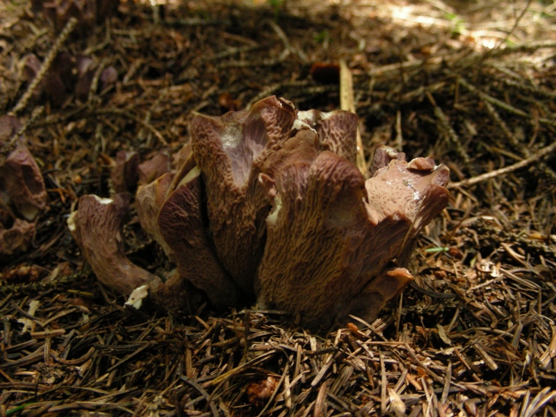 Abetaia di montagna secondo atto
